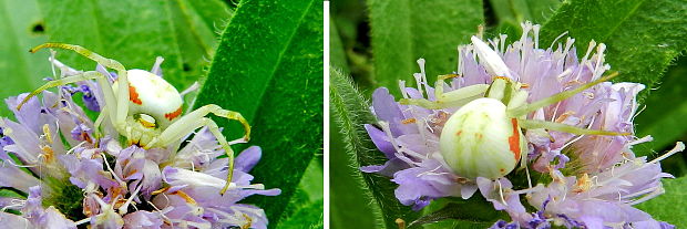 kvetárik dvojtvarý Misumena vatia