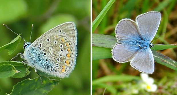 modráčik obyčajný Polyommatus icarus