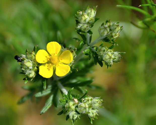 nátržník  Potentilla sp.