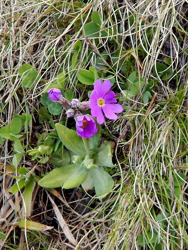 prvosienka pomúčená Primula farinosa L.