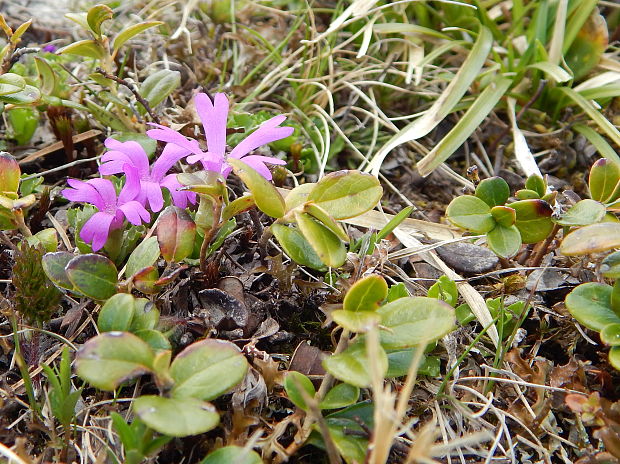 prvosienka najmenšia Primula minima L.