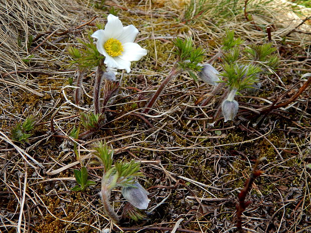 poniklec biely Pulsatilla scherfelii (Ullepitsch) Skalický