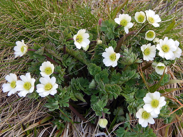 iskerník ľadovcový Ranunculus glacialis L.