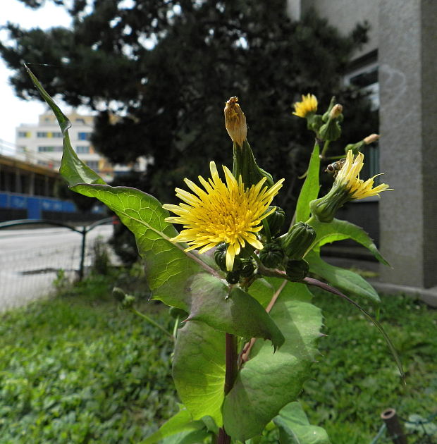 mlieč zelinný Sonchus oleraceus L.