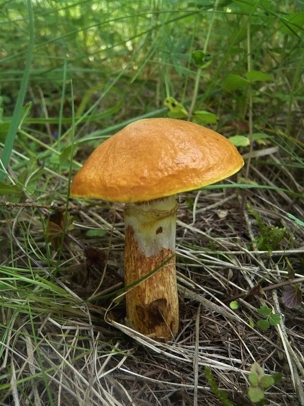 masliak smrekovcový Suillus grevillei (Klotzsch) Singer