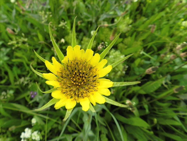 kozobrada kyjačikovitá Tragopogon dubius Scop.