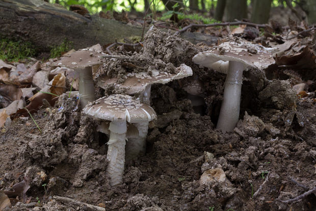 muchotrávka hrubá Amanita excelsa (Fr.) Bertill.