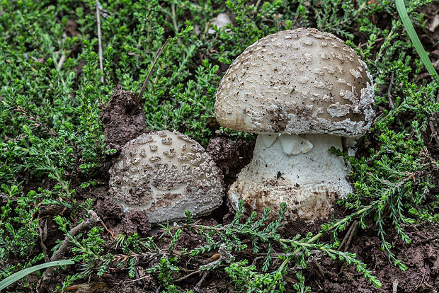 muchotrávka hrubá Amanita excelsa (Fr.) Bertill.