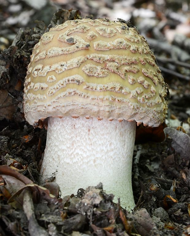 muchotrávka červenkastá Amanita rubescens Pers.