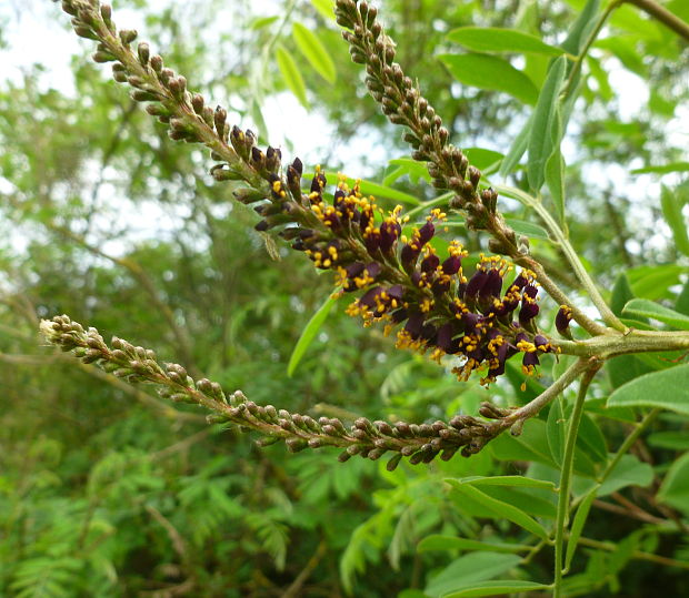 beztvarec krovitý Amorpha fruticosa L.