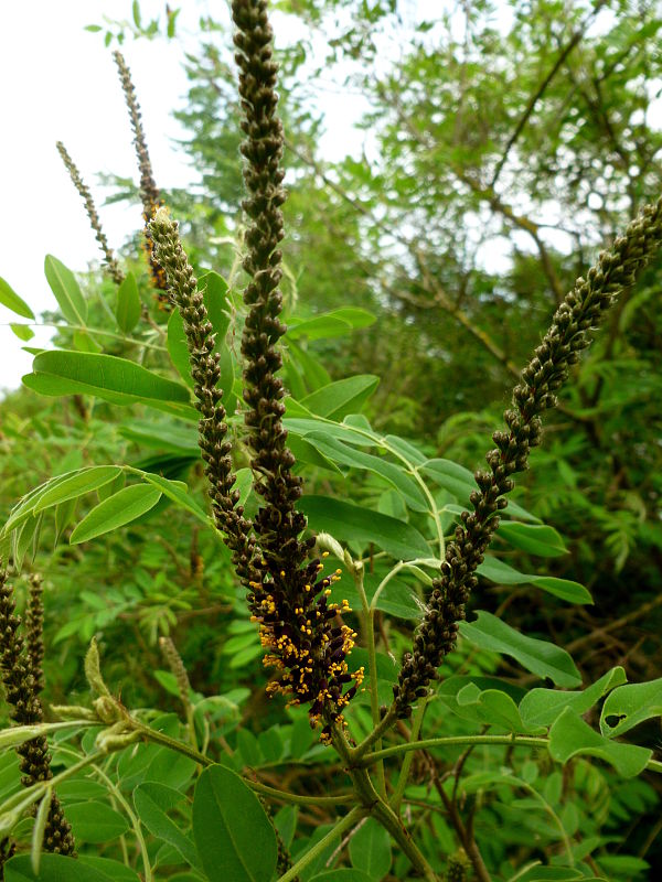 beztvarec krovitý Amorpha fruticosa L.