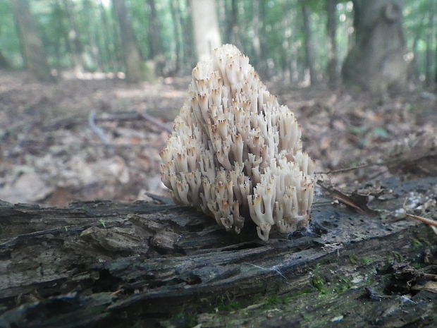 korunovec svietnikovitý Artomyces pyxidatus (Pers.) Jülich