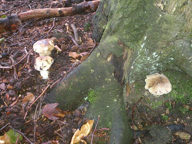 hríb smrekový Boletus edulis Bull.