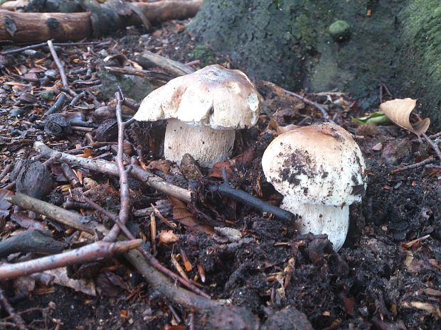 hríb smrekový Boletus edulis Bull.