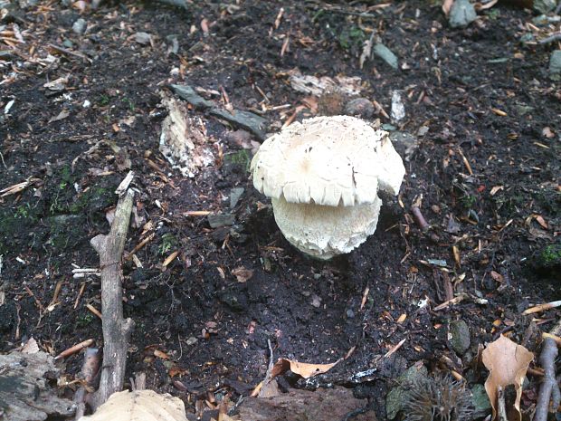 hríb smrekový Boletus edulis Bull.