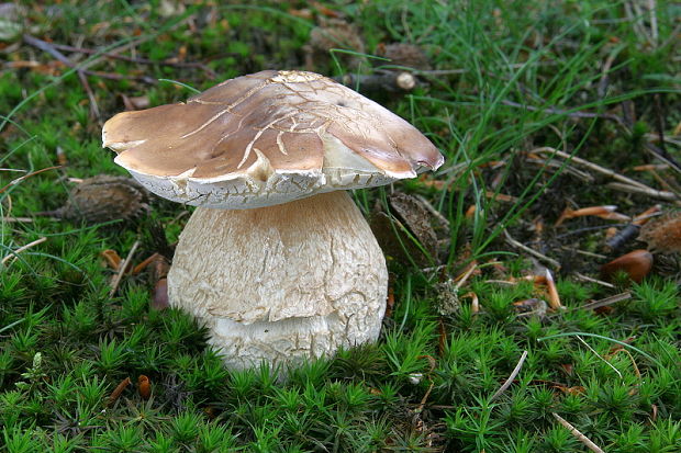 hríb smrekový Boletus edulis Bull.