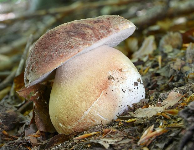 hríb sosnový Boletus pinophilus Pil. et Dermek in Pil.