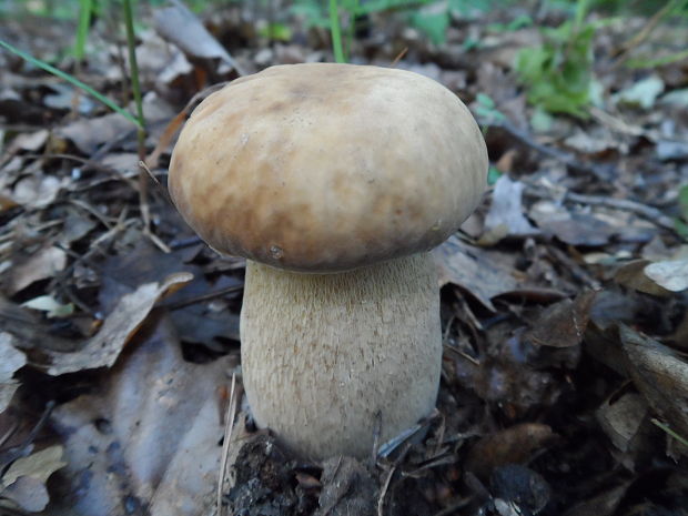 hríb dubový Boletus reticulatus Schaeff.