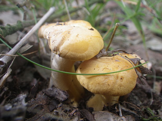 kuriatko jedlé Cantharellus cibarius Fr.