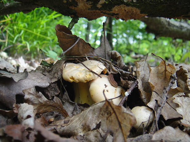 kuriatko jedlé Cantharellus cibarius Fr.