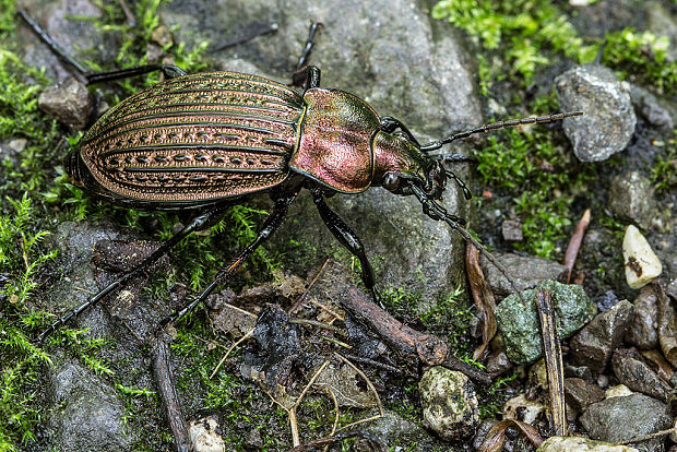 bystruška zlatomedená Carabus ullrichi  Linnaeus, 1758