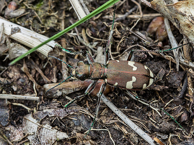 svižník lesný Cicindela sylvicola