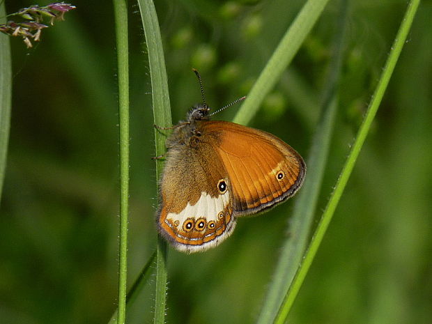 očkáň medničkový Coenonympha arcania