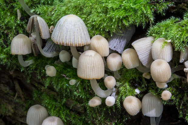 hnojník rozsiaty Coprinellus disseminatus (Pers.) J.E. Lange