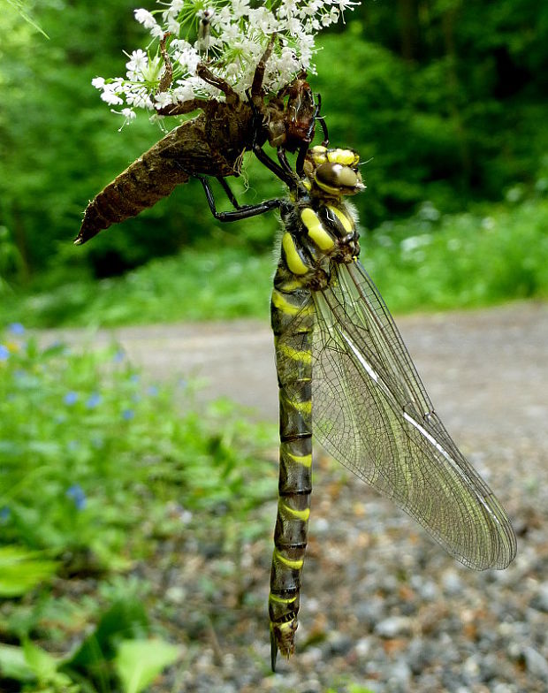 pásikavec Cordulegaster bidentata Sélys, 1843