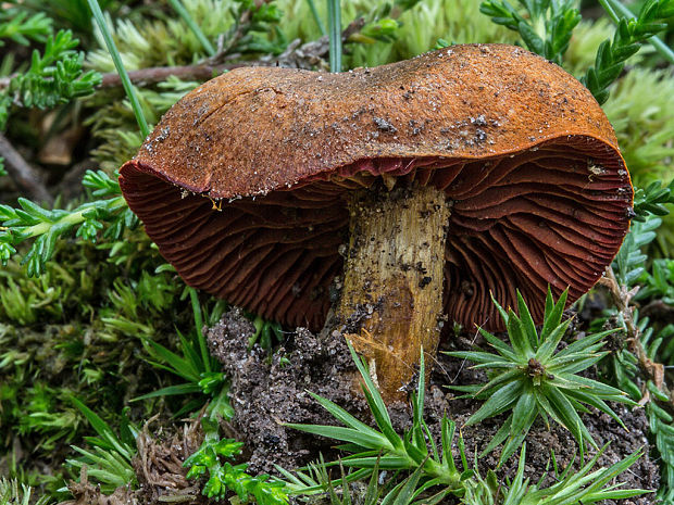 pavučinovec Cortinarius sp.