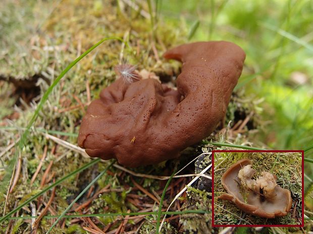 ušiak Gyromitra sp.