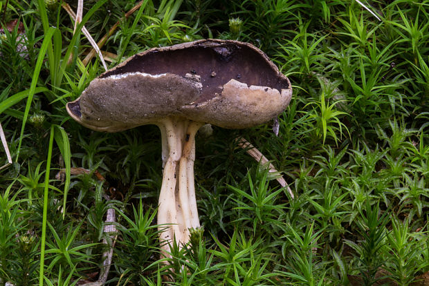 chriapač tmavý Helvella solitaria P. Karst.