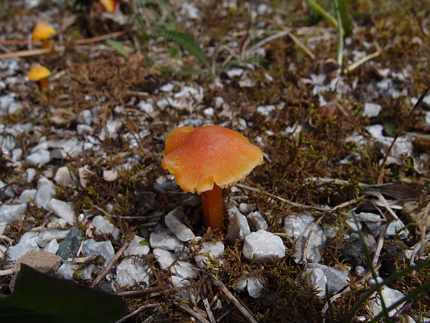 lúčnica hrotitá Hygrocybe acutoconica (Clem.) Singer