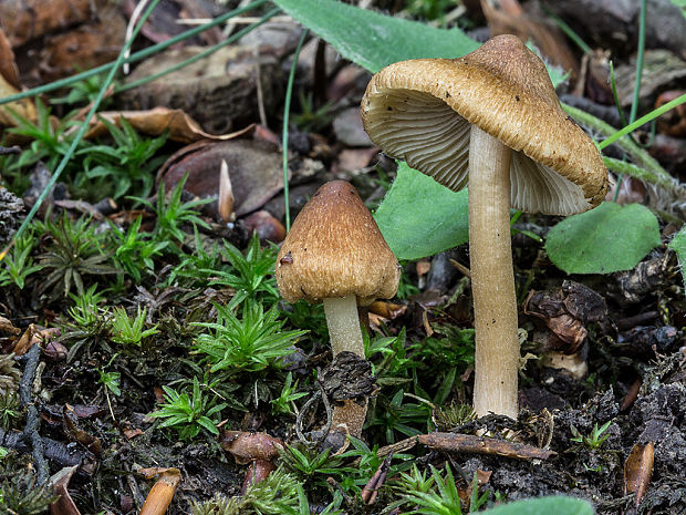 vláknica Inocybe sp.