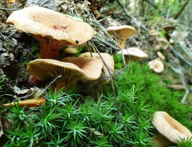 rýdzik Lactarius sp.