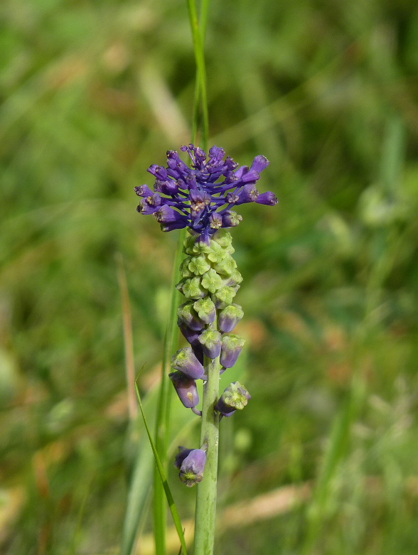 leopoldia chochlatá Leopoldia comosa (L.) Parl.