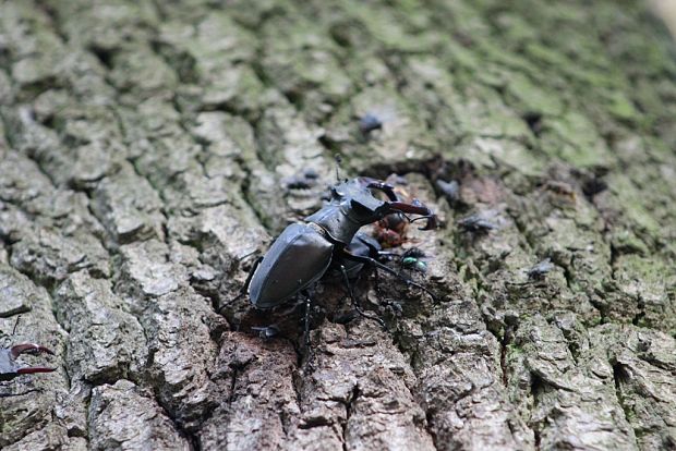 roháč veľký Lucanus cervus