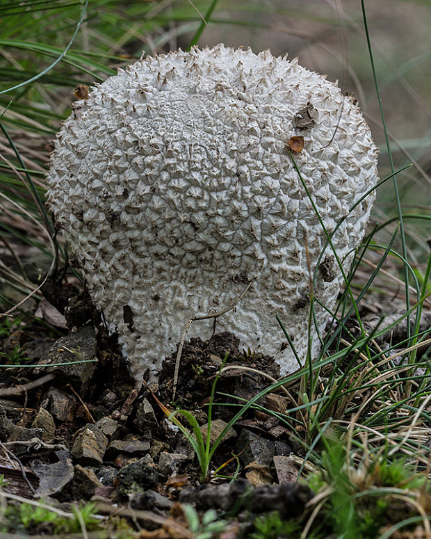 rozpadavec dlabaný Lycoperdon utriforme Bull.