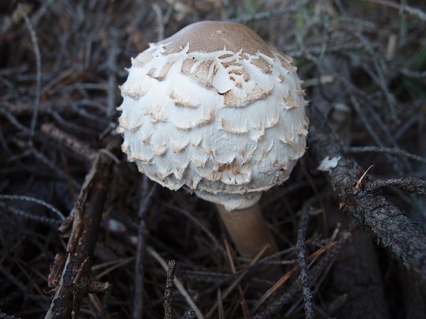 bedľa vysoká Macrolepiota procera (Scop.) Singer