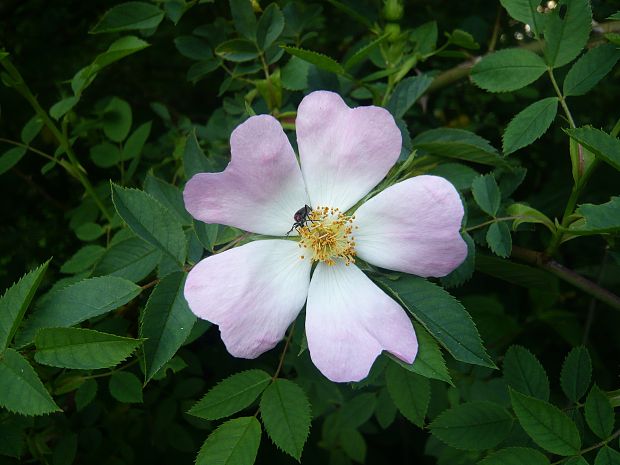 ruža šípová Rosa canina L.