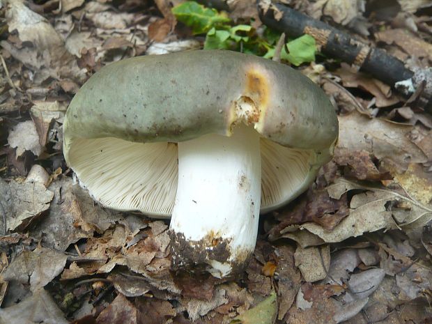 plávka modrastá Russula cyanoxantha (Schaeff.) Fr.