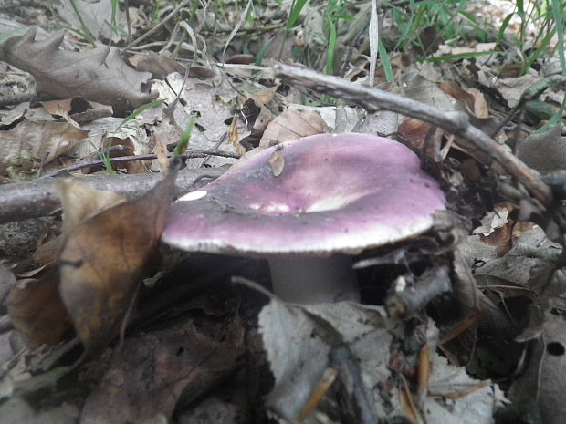 plávka Russula sp.