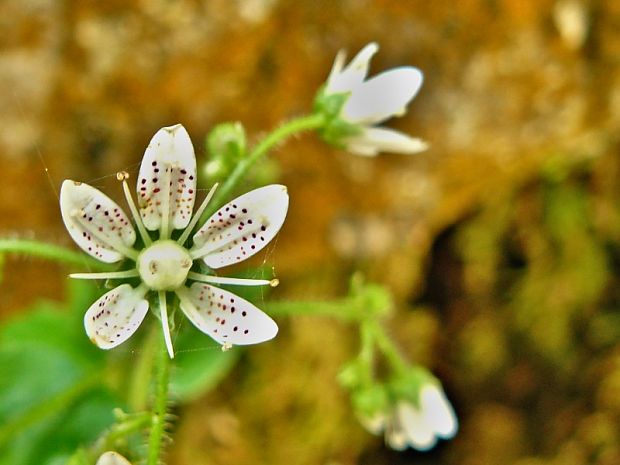 lomikameň okrúhlolistý Saxifraga rotundifolia L.