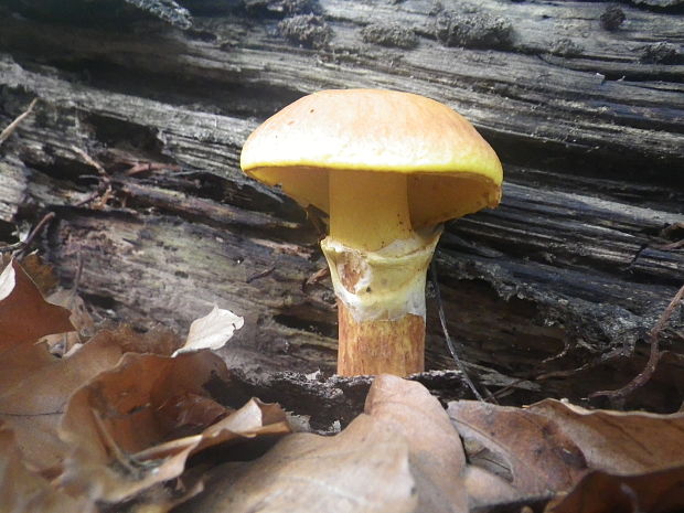 masliak smrekovcový Suillus grevillei (Klotzsch) Singer