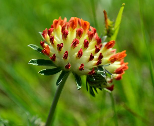 bôľhoj lekársky  Anthyllis vulneraria L.