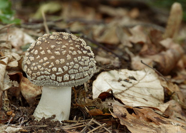 muchotrávka hrubá Amanita excelsa (Fr.) Bertill.