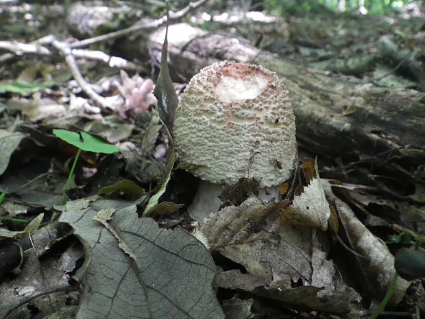 muchotrávka červenkastá Amanita rubescens Pers.