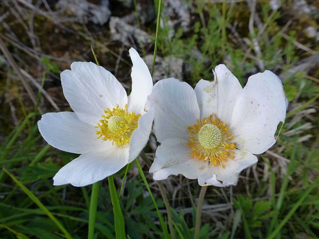 veternica lesná Anemone sylvestris L.