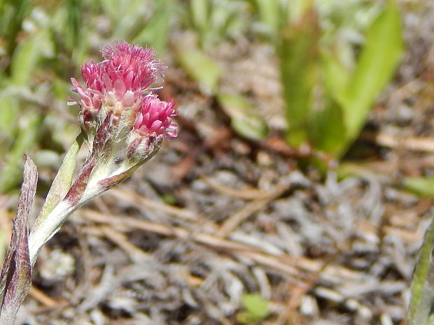 plešivec dvojdomý Antennaria dioica (L.) Gaertn.