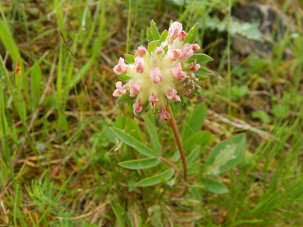 bôľhoj lekársky Anthyllis vulneraria L.